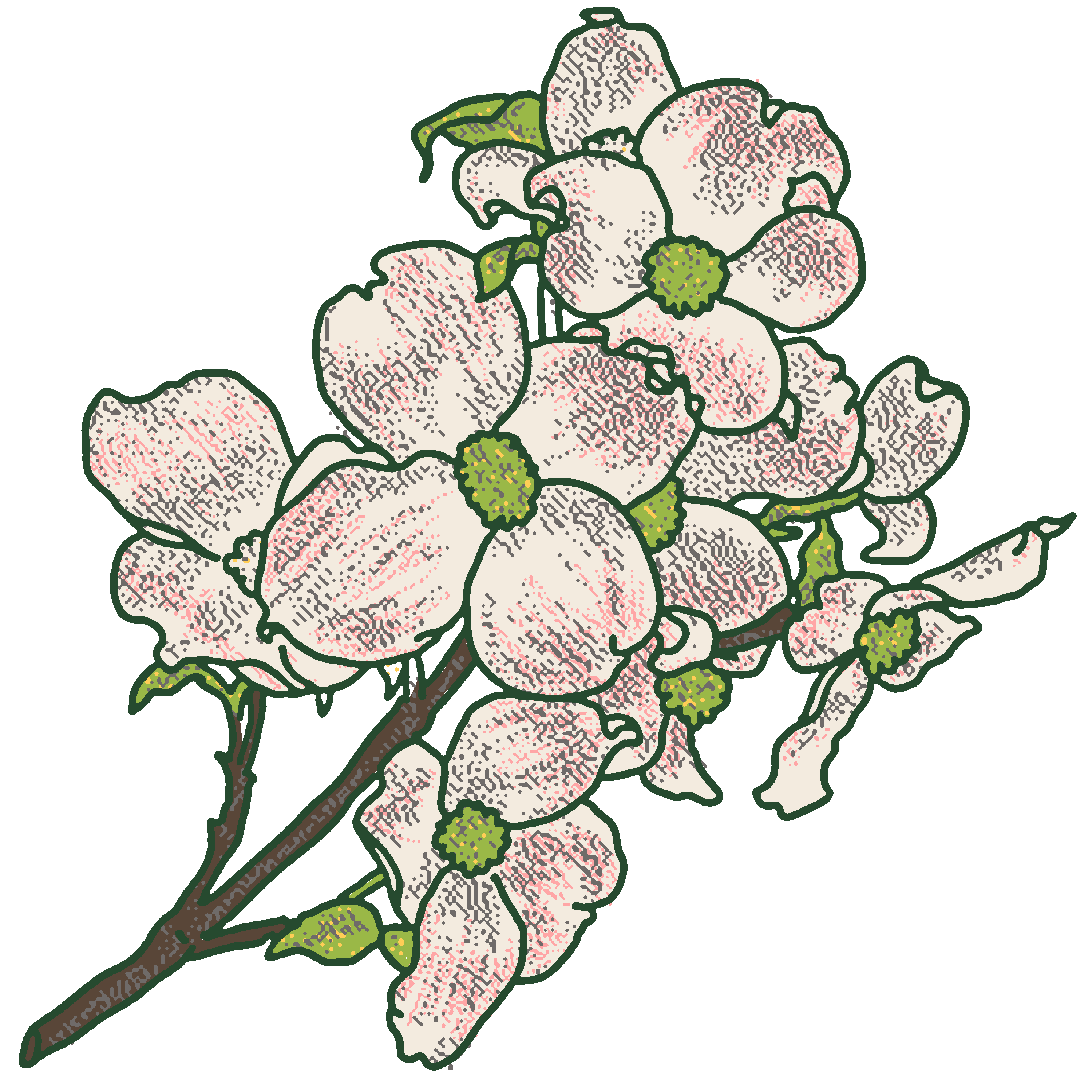 Dogwood
